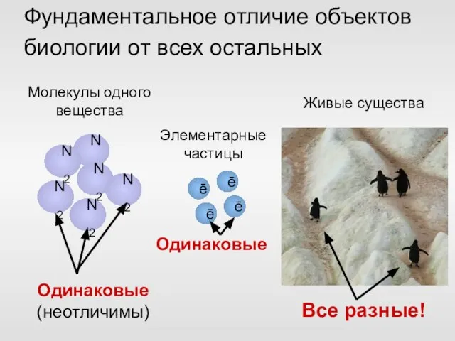 Фундаментальное отличие объектов биологии от всех остальных ē ē ē ē Одинаковые