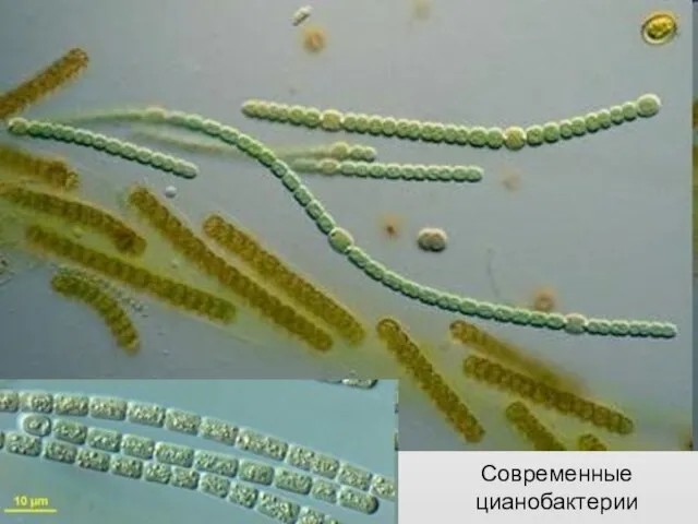 Современные цианобактерии