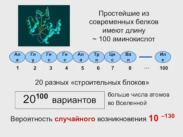 Простейшие из современных белков имеют длину ~ 100 аминокислот 20100 вариантов Вероятность