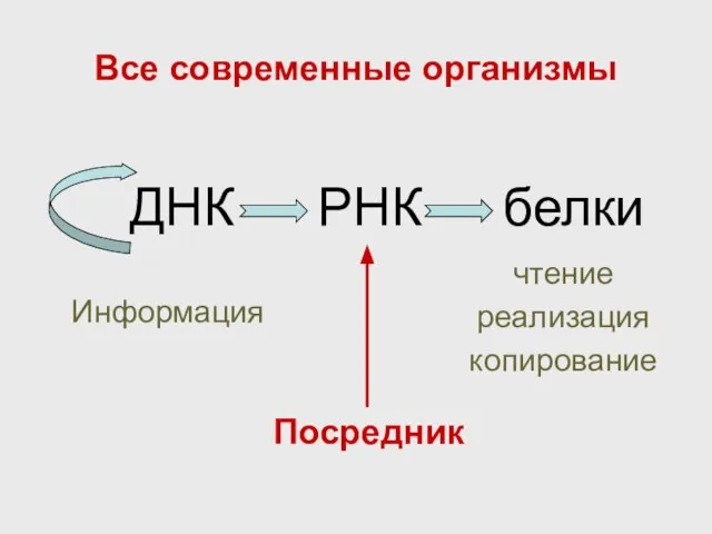 Все современные организмы ДНК РНК белки Информация чтение реализация копирование Посредник