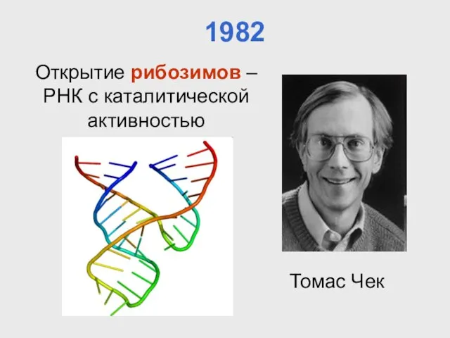 Открытие рибозимов – РНК с каталитической активностью Томас Чек 1982