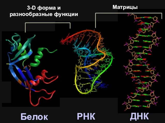 РНК ДНК Белок 3-D форма и разнообразные функции Матрицы