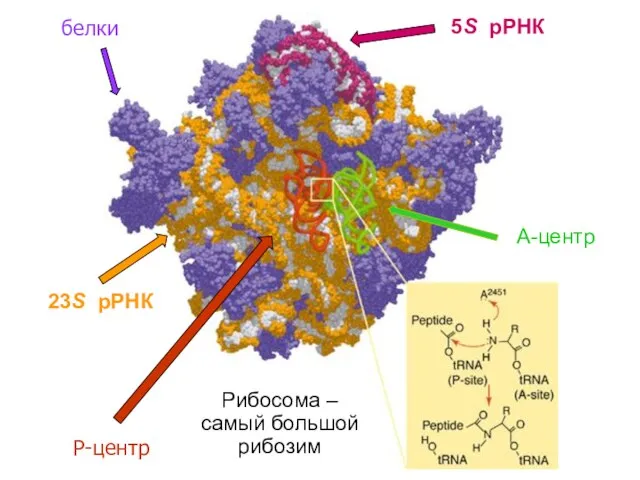 белки Рибосома – самый большой рибозим P-центр A-центр 5S рРНК 23S рРНК