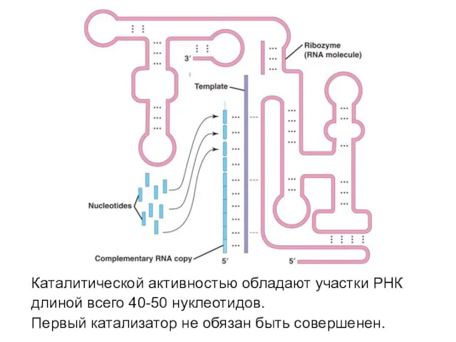 Каталитической активностью обладают участки РНК длиной всего 40-50 нуклеотидов. Первый катализатор не обязан быть совершенен.