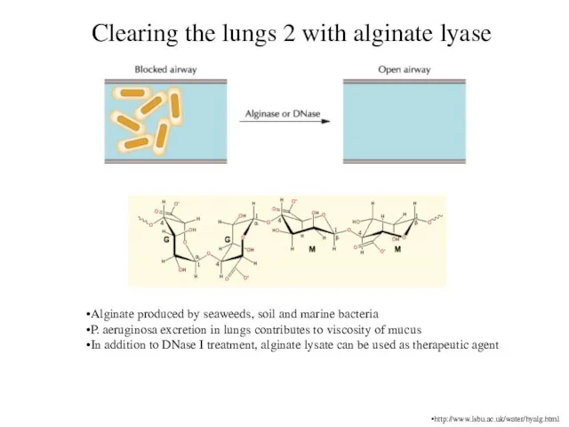 Clearing the lungs 2 with alginate lyase http://www.lsbu.ac.uk/water/hyalg.html Alginate produced by seaweeds,