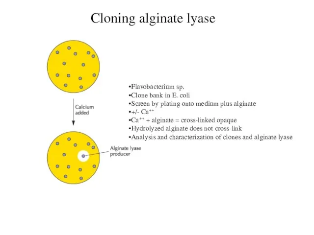 Cloning alginate lyase Flavobacterium sp. Clone bank in E. coli Screen by