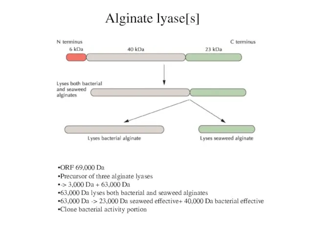 Alginate lyase[s] ORF 69,000 Da Precursor of three alginate lyases -> 3,000