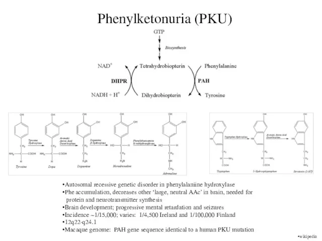 Phenylketonuria (PKU) Autosomal recessive genetic disorder in phenylalaniine hydroxylase Phe accumulation, decreases
