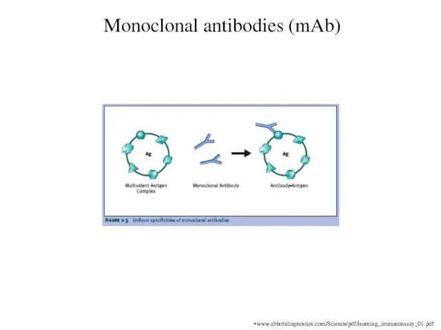 Monoclonal antibodies (mAb) www.abbottdiagnostics.com/Science/pdf/learning_immunoassay_01.pdf