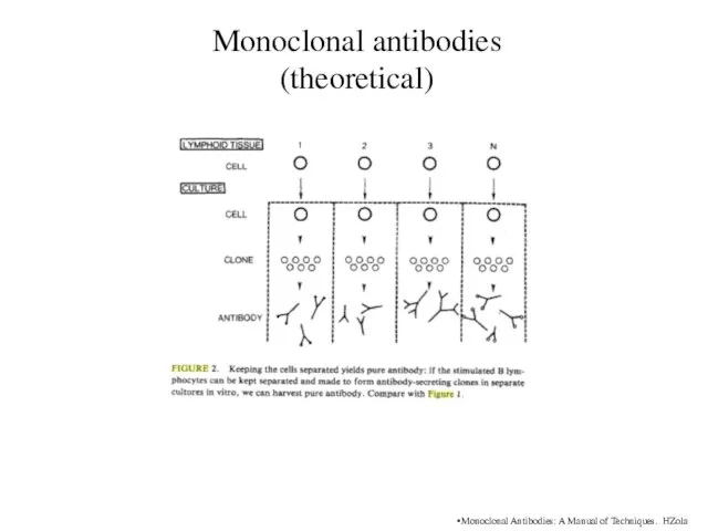 Monoclonal antibodies (theoretical) Monoclonal Antibodies: A Manual of Techniques. HZola