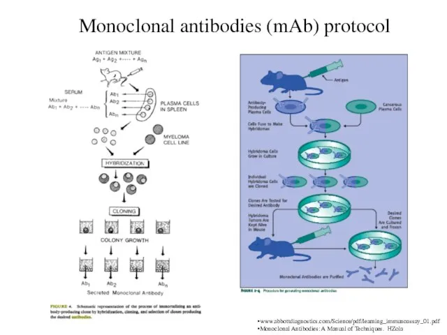 Monoclonal antibodies (mAb) protocol www.abbottdiagnostics.com/Science/pdf/learning_immunoassay_01.pdf Monoclonal Antibodies: A Manual of Techniques. HZola