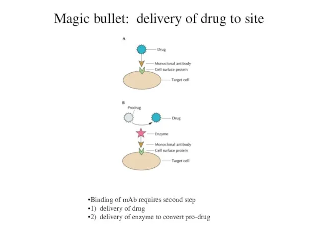 Magic bullet: delivery of drug to site Binding of mAb requires second