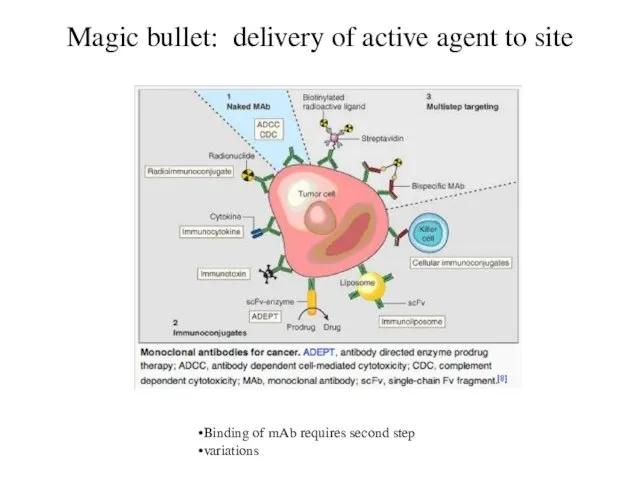 Magic bullet: delivery of active agent to site Binding of mAb requires second step variations