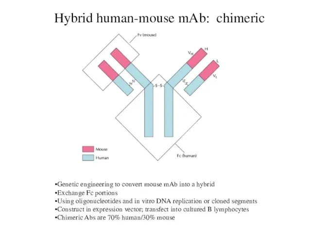 Hybrid human-mouse mAb: chimeric Genetic engineering to convert mouse mAb into a