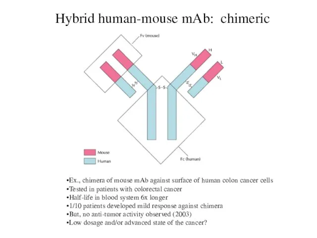 Hybrid human-mouse mAb: chimeric Ex., chimera of mouse mAb against surface of