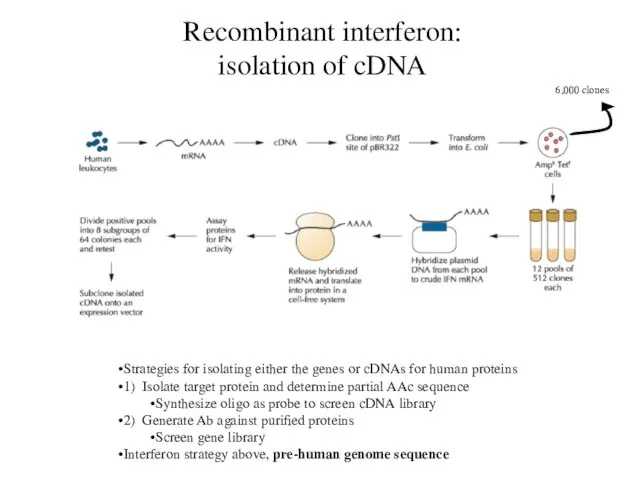 Recombinant interferon: isolation of cDNA Strategies for isolating either the genes or