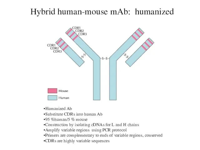 Hybrid human-mouse mAb: humanized Humanized Ab Substitute CDRs into human Ab 95