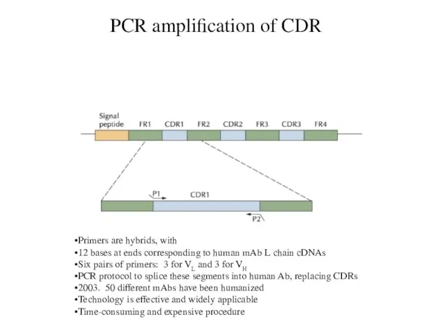 PCR amplification of CDR Primers are hybrids, with 12 bases at ends
