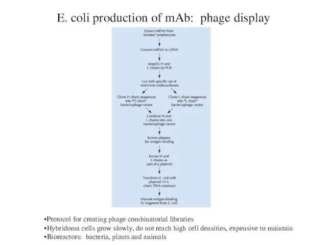 E. coli production of mAb: phage display Protocol for creating phage combinatorial