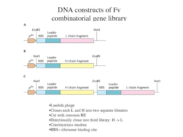 DNA constructs of Fv combinatorial gene library Lambda phage Clones each L
