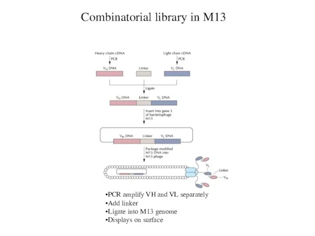 Combinatorial library in M13 PCR amplify VH and VL separately Add linker