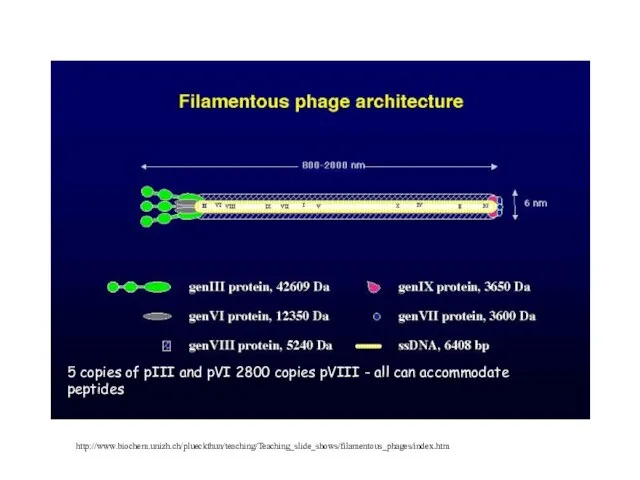 http://www.biochem.unizh.ch/plueckthun/teaching/Teaching_slide_shows/filamentous_phages/index.htm 5 copies of pIII and pVI 2800 copies pVIII - all can accommodate peptides