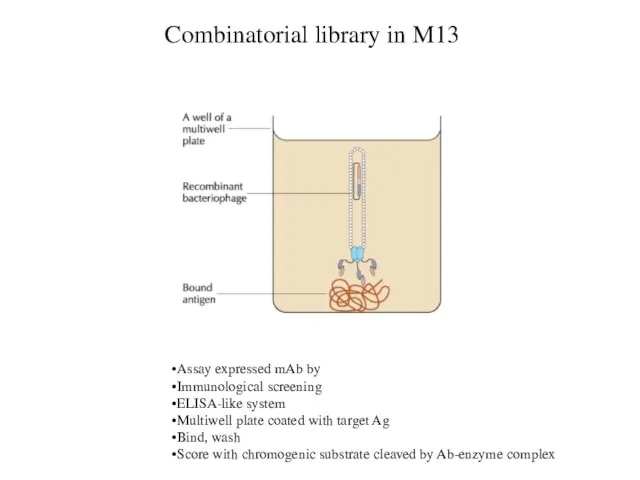 Combinatorial library in M13 Assay expressed mAb by Immunological screening ELISA-like system