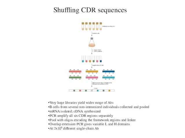 Shuffling CDR sequences Very large libraries yield wider range of Abs B