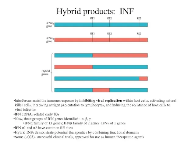 Hybrid products: INF Interferons assist the immune response by inhibiting viral replication
