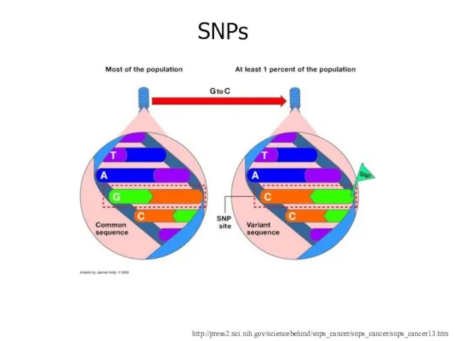 http://press2.nci.nih.gov/sciencebehind/snps_cancer/snps_cancer/snps_cancer13.htm SNPs