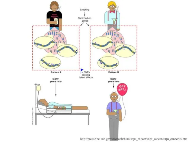 http://press2.nci.nih.gov/sciencebehind/snps_cancer/snps_cancer/snps_cancer25.htm