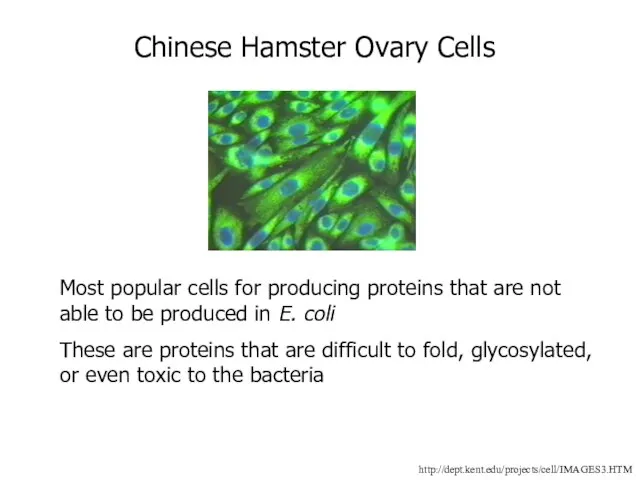 http://dept.kent.edu/projects/cell/IMAGES3.HTM Chinese Hamster Ovary Cells Most popular cells for producing proteins that