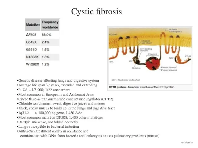 Cystic fibrosis Genetic disease affecting lungs and digestive system Average life span