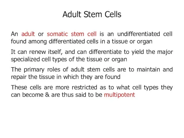 An adult or somatic stem cell is an undifferentiated cell found among