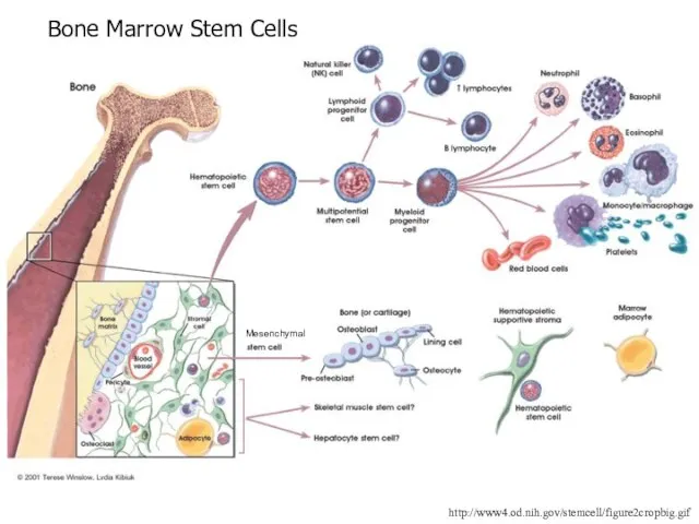 http://www4.od.nih.gov/stemcell/figure2cropbig.gif Bone Marrow Stem Cells Mesenchymal