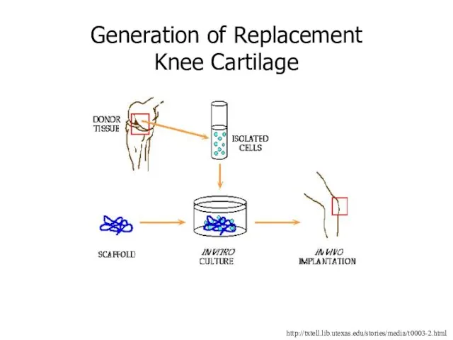 http://txtell.lib.utexas.edu/stories/media/t0003-2.html Generation of Replacement Knee Cartilage