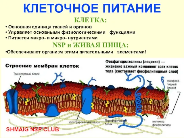 КЛЕТКА: • Основная единица тканей и органов • Управляет основными физиологическими функциями