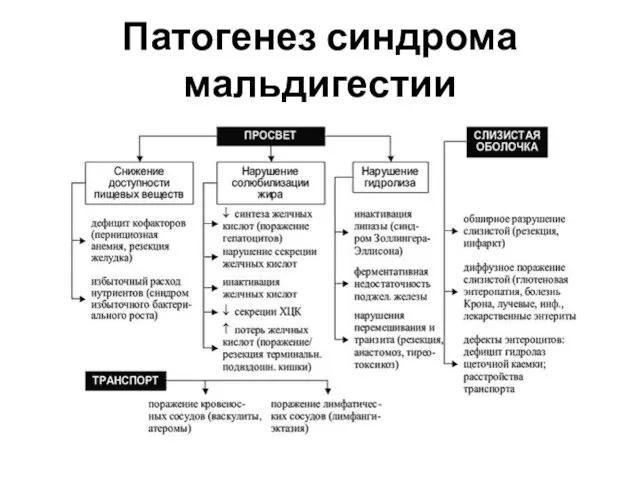 Патогенез синдрома мальдигестии