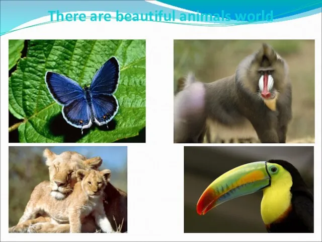 There are beautiful animals world