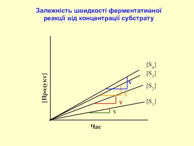 Залежність швидкості ферментативної реакції від концентрації субстрату