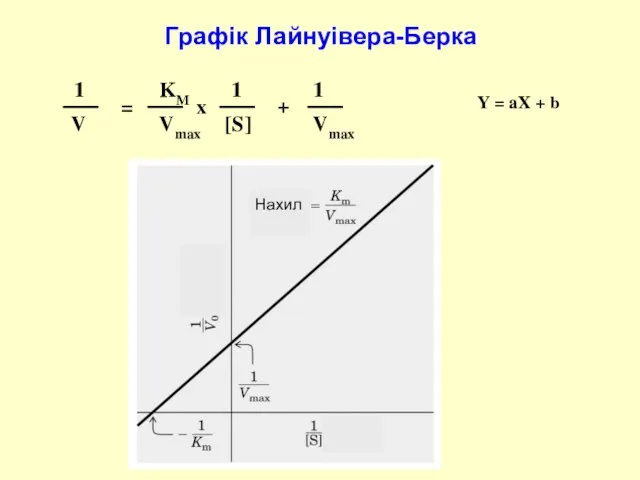 Y = aX + b Графік Лайнуівера-Берка Нахил