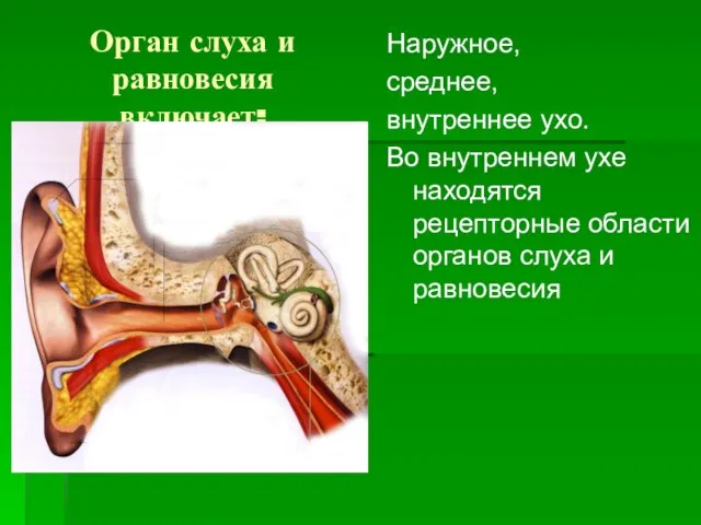 Орган слуха и равновесия включает: Наружное, среднее, внутреннее ухо. Во внутреннем ухе