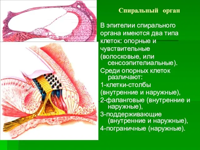 Спиральный орган В эпителии спирального органа имеются два типа клеток: опорные и