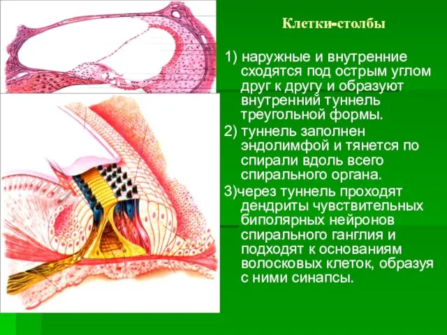 Клетки-столбы 1) наружные и внутренние сходятся под острым углом друг к другу