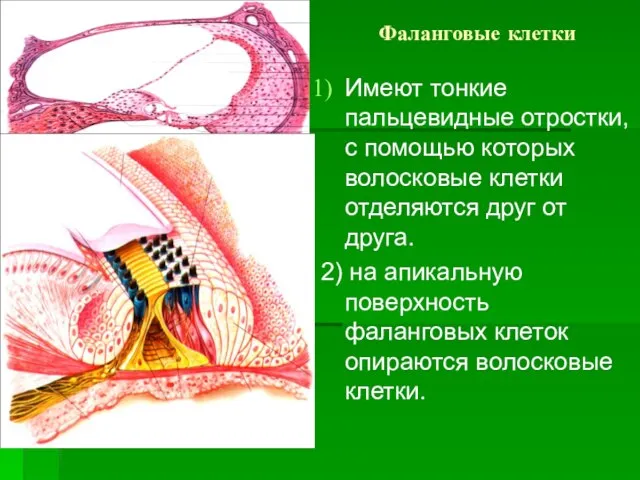 Фаланговые клетки Имеют тонкие пальцевидные отростки, с помощью которых волосковые клетки отделяются