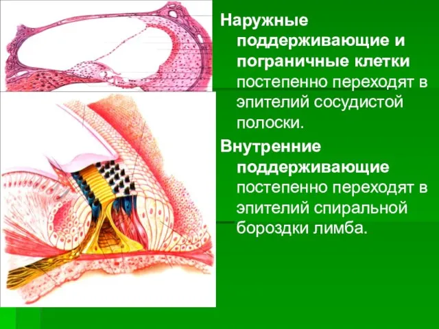 Наружные поддерживающие и пограничные клетки постепенно переходят в эпителий сосудистой полоски. Внутренние