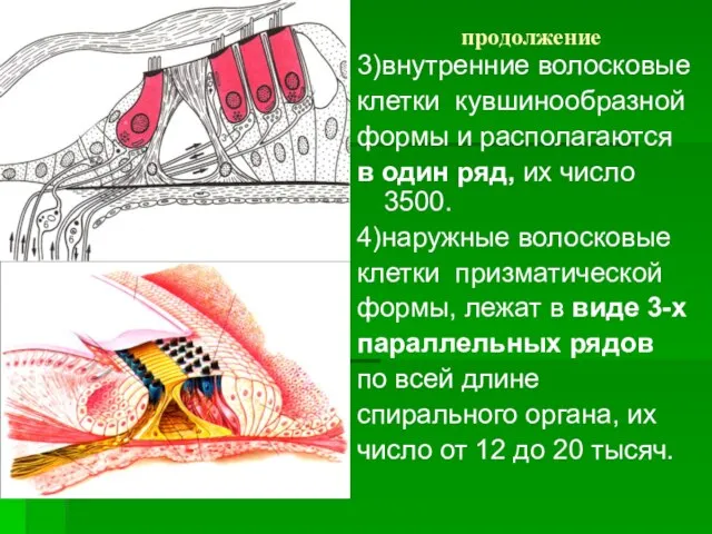 продолжение 3)внутренние волосковые клетки кувшинообразной формы и располагаются в один ряд, их