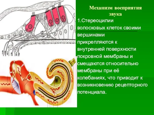 Механизм восприятия звука 1.Стереоцилии волосковых клеток своими вершинами прикрепляются к внутренней поверхности