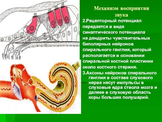 Механизм восприятия звука 2.Рецепторный потенциал передается в виде синаптического потенциала на дендриты