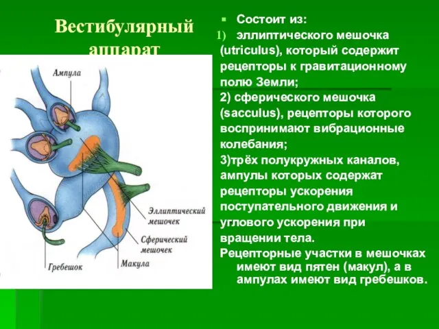 Вестибулярный аппарат Состоит из: эллиптического мешочка (utriculus), который содержит рецепторы к гравитационному